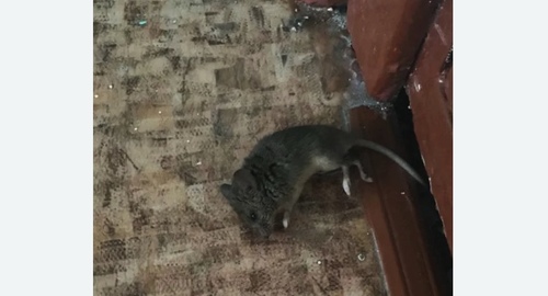 Дезинфекция от мышей в Боготоле
