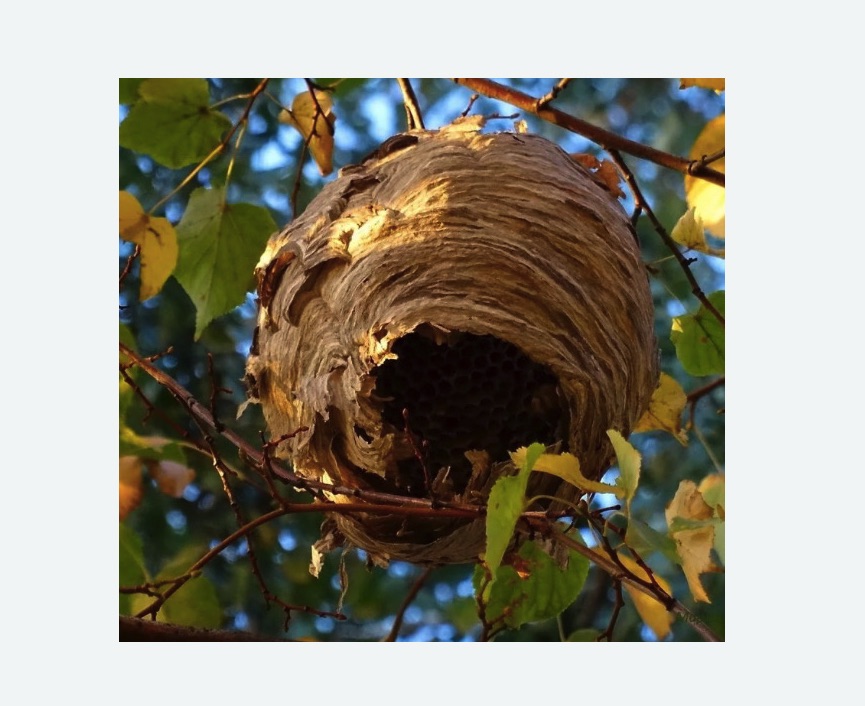 Обработка от шершней в Боготоле