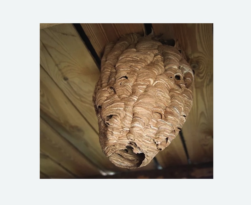 обработка от шершней в Боготоле