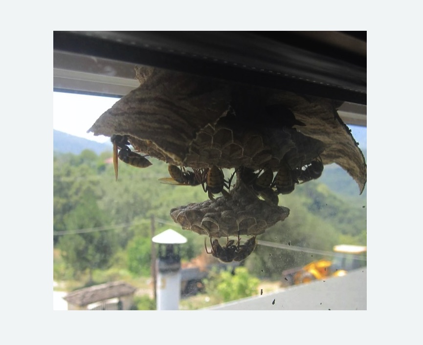 Уничтожение гнёзд шершней в Боготоле