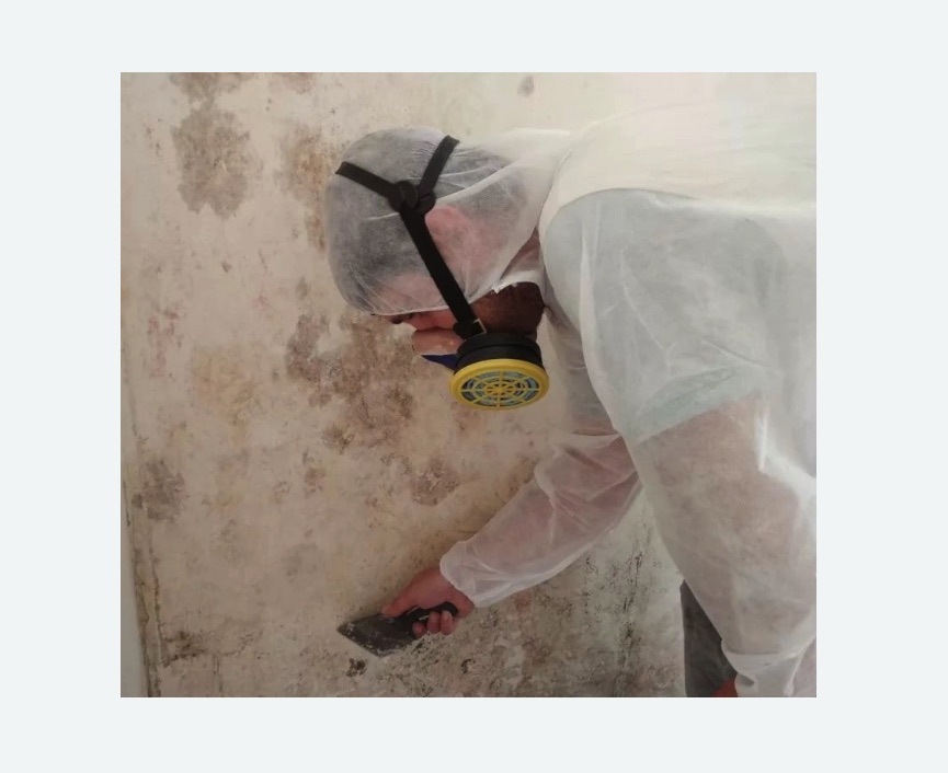 Обработка стен от плесени в Боготоле