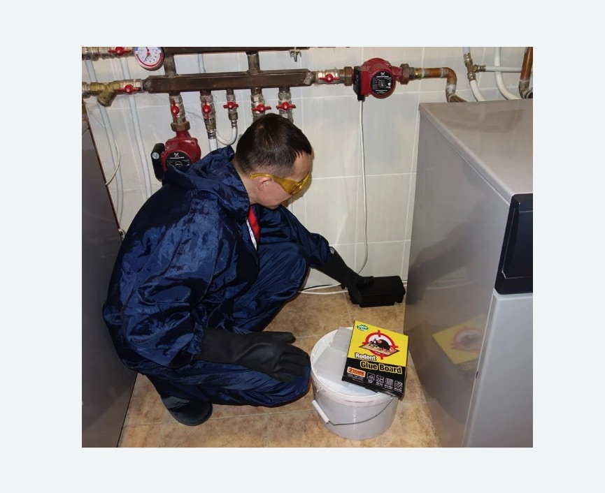 Уничтожение крыс в Боготоле