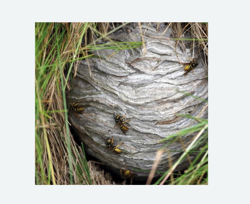 Уничтожение ос и ульев в Боготоле